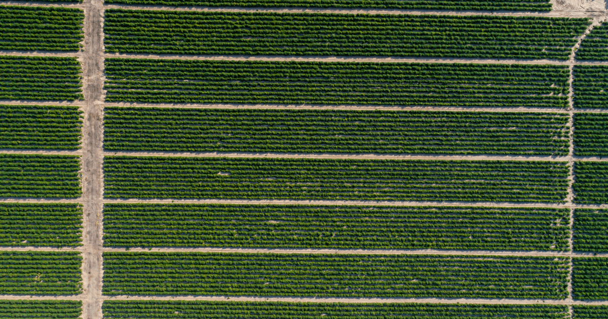 Elasticidad de la demanda y oferta en productos agrícolas del Perú