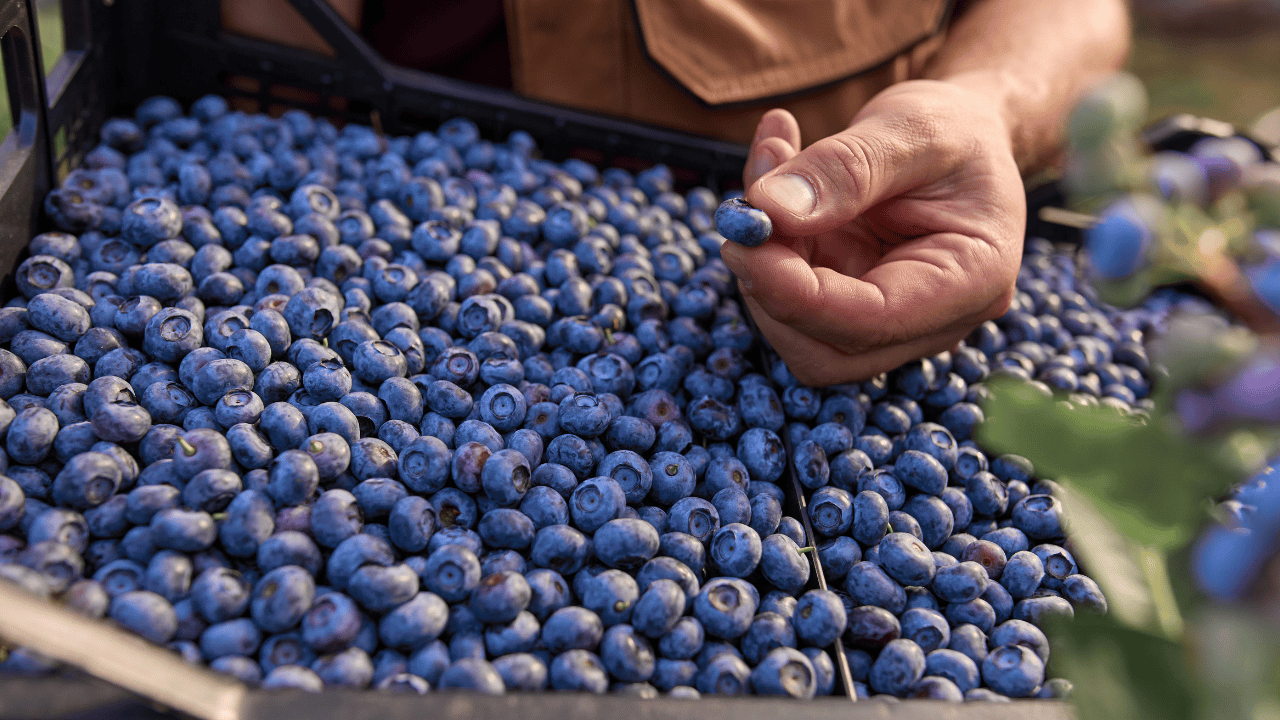 ¿Cómo elegir la variedad de arándano adecuada para producir? 
